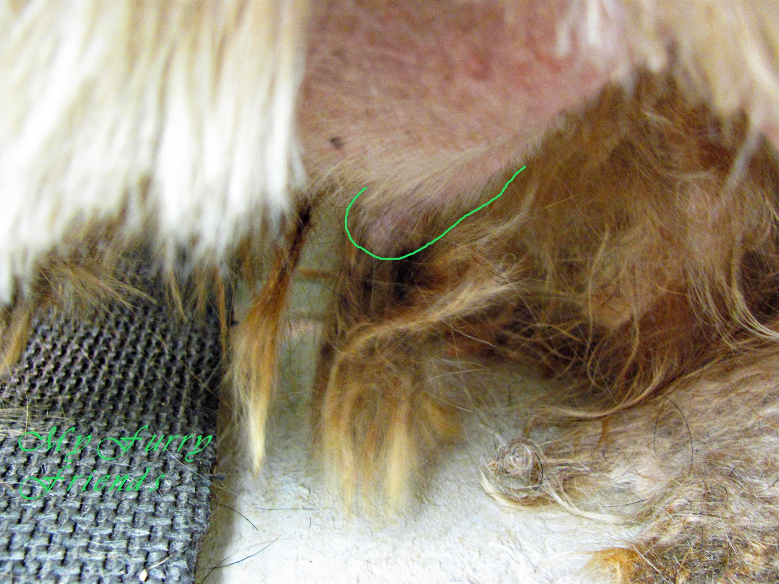 Pet Grooming The Good The Bad The Furry Matted Messes