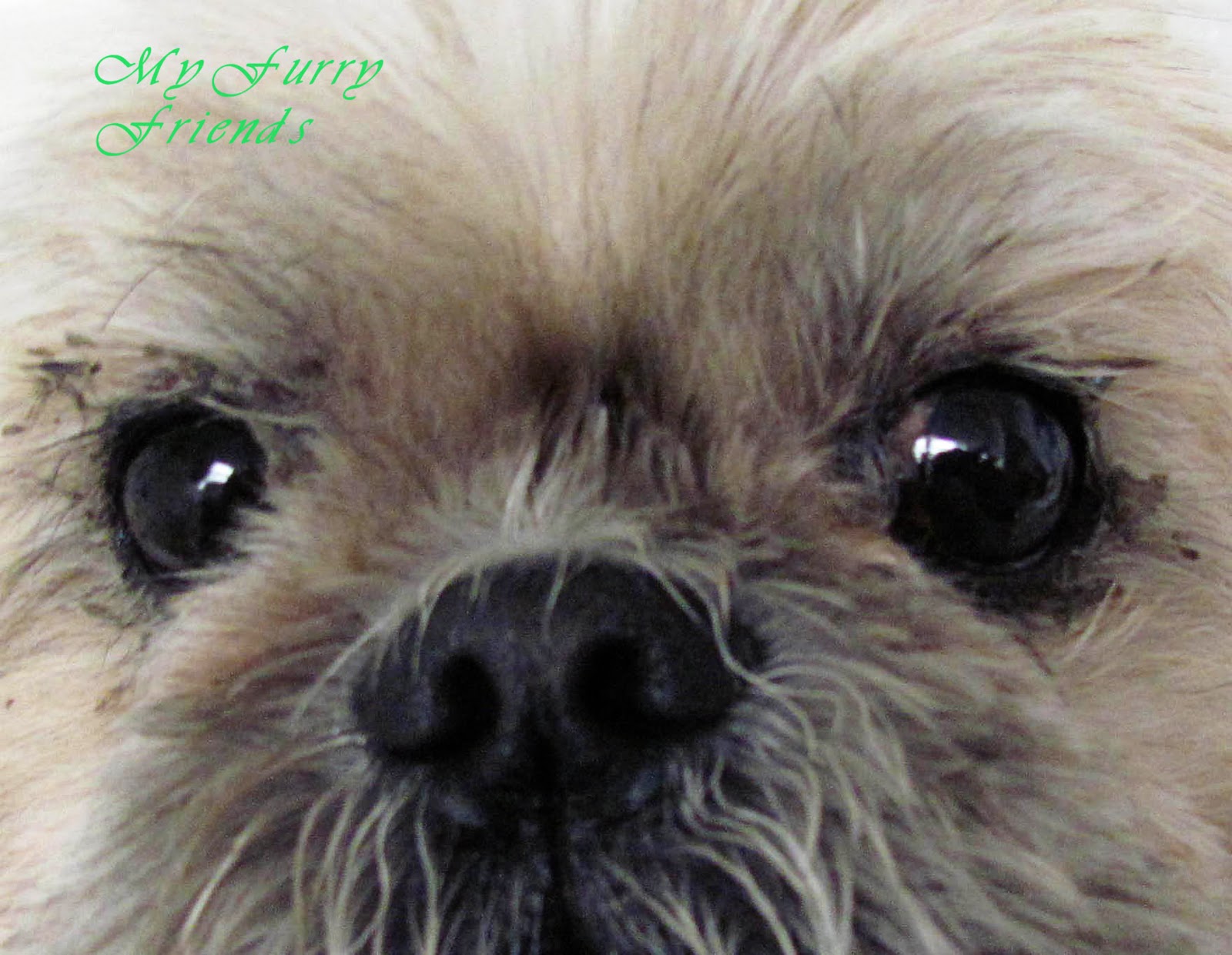 eyes shih tzu cleaning covered grooming furry crust bad pet