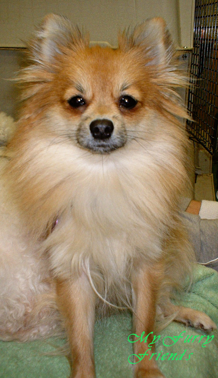 Pet Grooming The Good The Bad The Furry Grooming Pomeranians