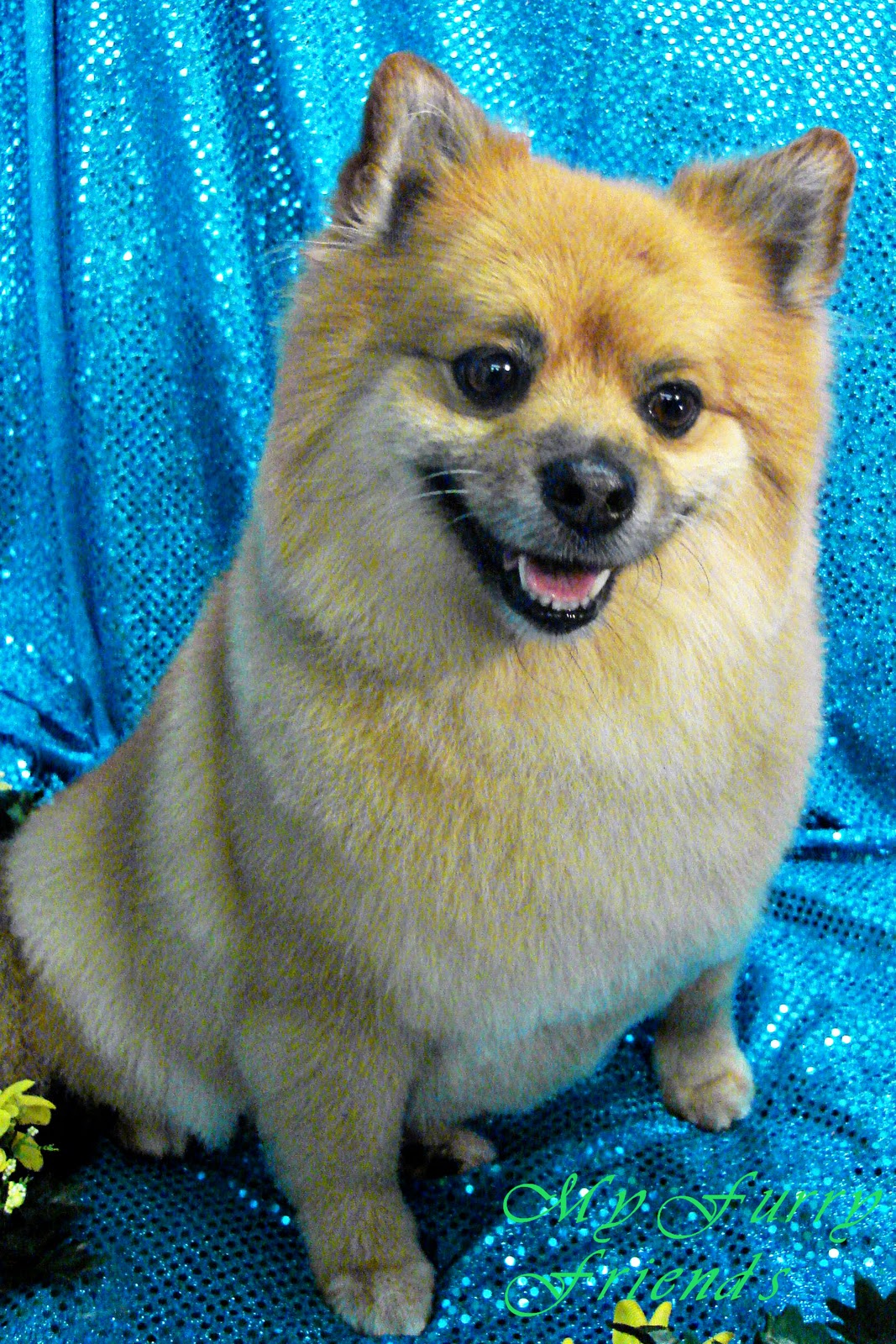 pomeranian puppy cut puppy cut black pomeranian www pixshark images pomeranian puppy cut puppy cut black pomeranian www pixshark images