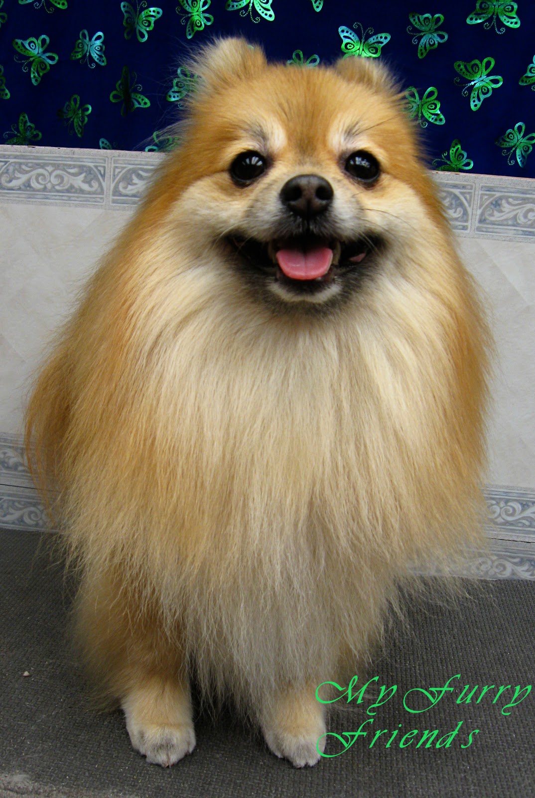 pomeranian show cut pomeranian show cut breeds picture pomeranian show cut pomeranian show cut breeds picture