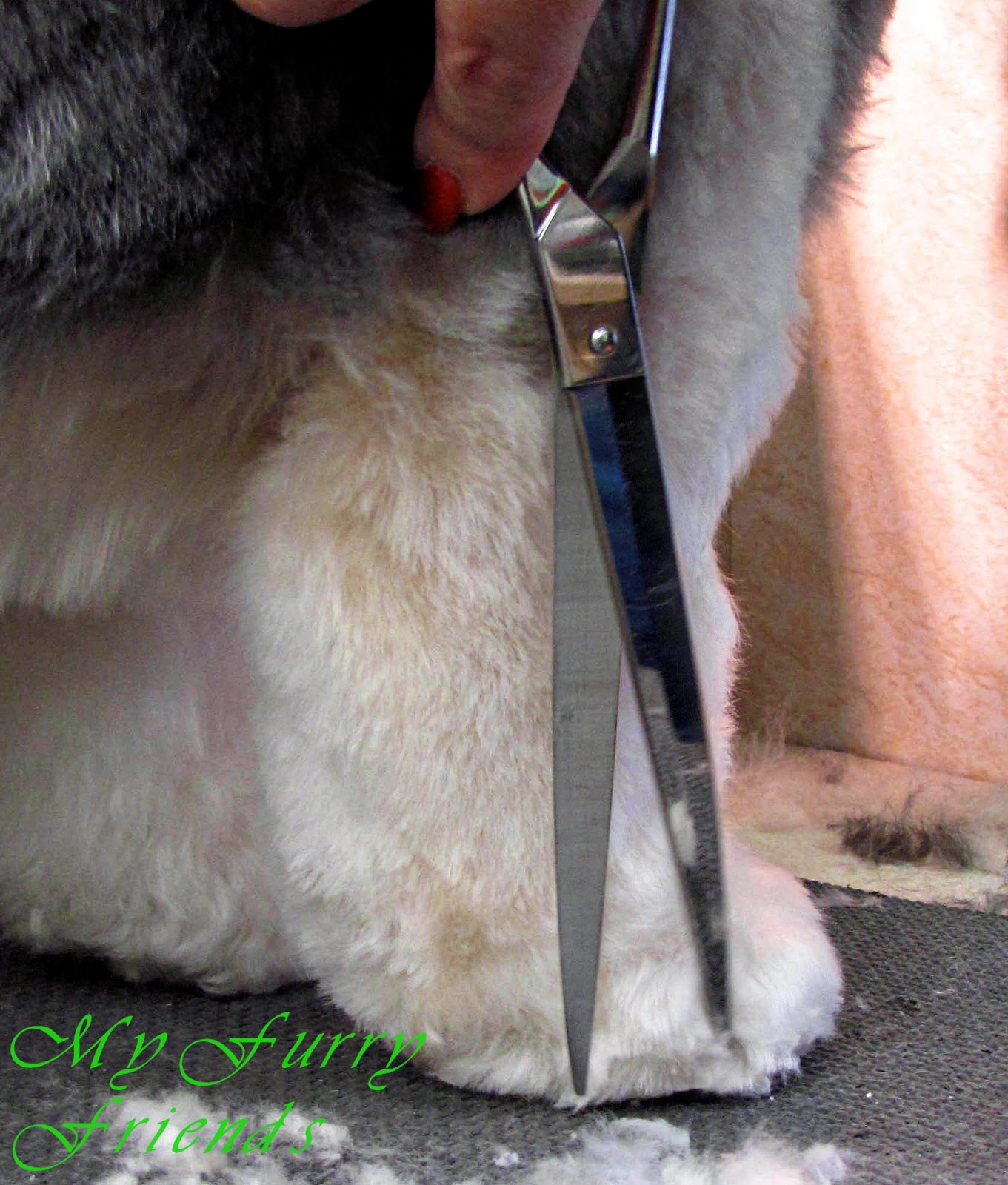 Pet Grooming The Good, The Bad, & The Furry Scissoring Feet & Legs