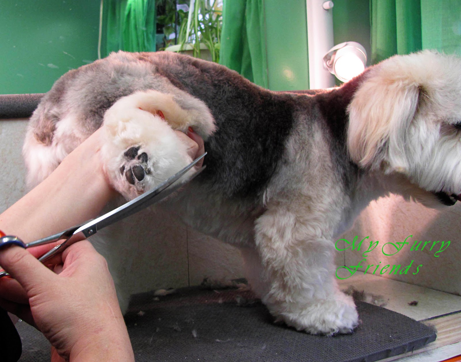 Pet Grooming The Good, The Bad, & The Furry Scissoring Feet & Legs