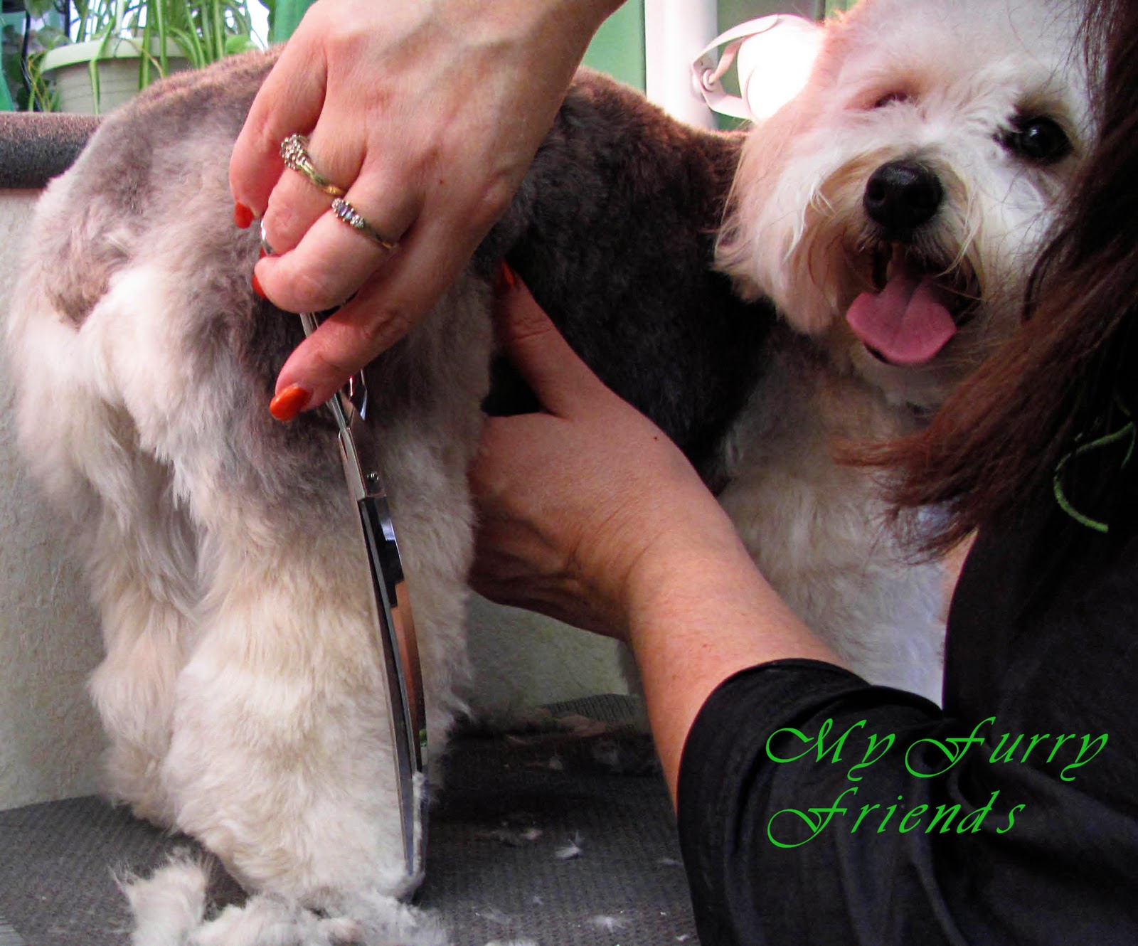 Pet Grooming The Good, The Bad, & The Furry Scissoring Feet & Legs