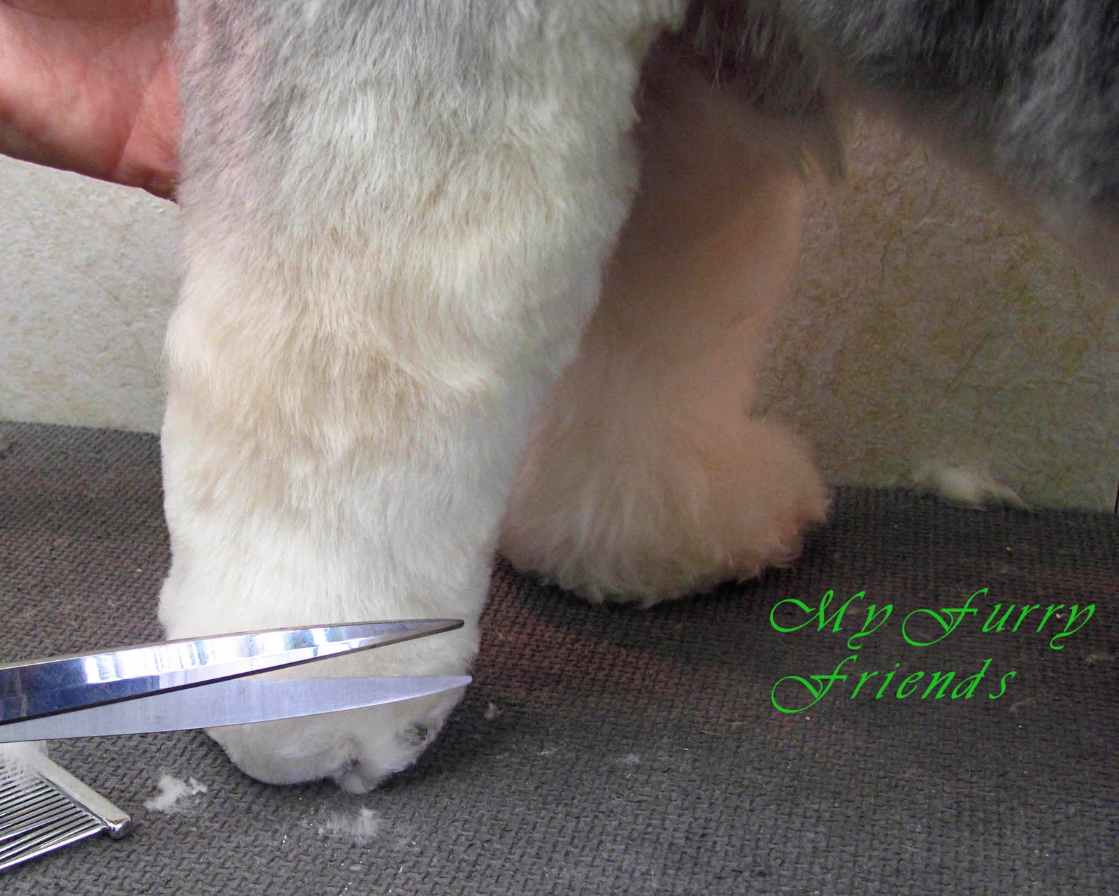 Pet Grooming The Good, The Bad, & The Furry Scissoring Feet & Legs