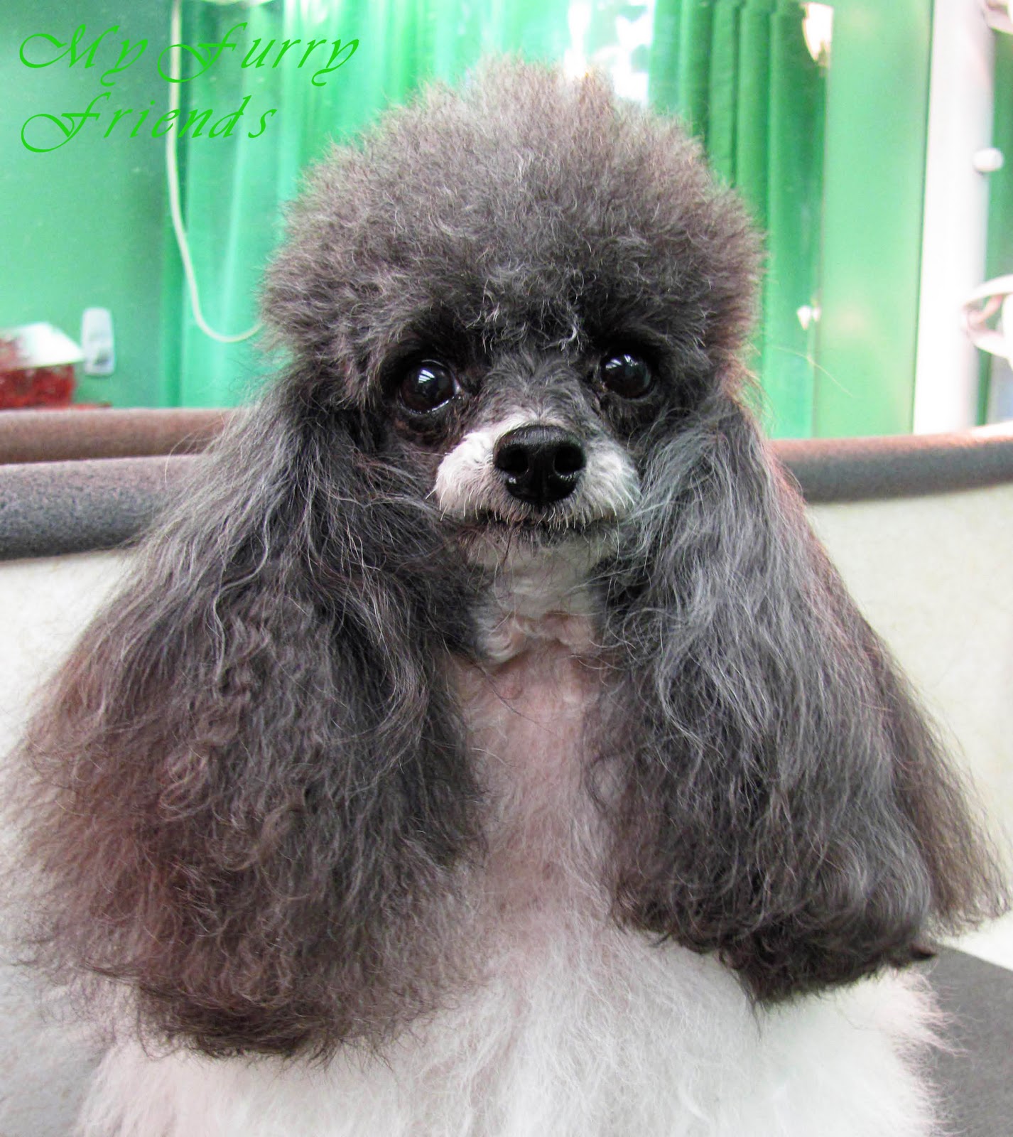 Albums 100+ Wallpaper Dog's Hair Stands Up On Back When Playing Latest