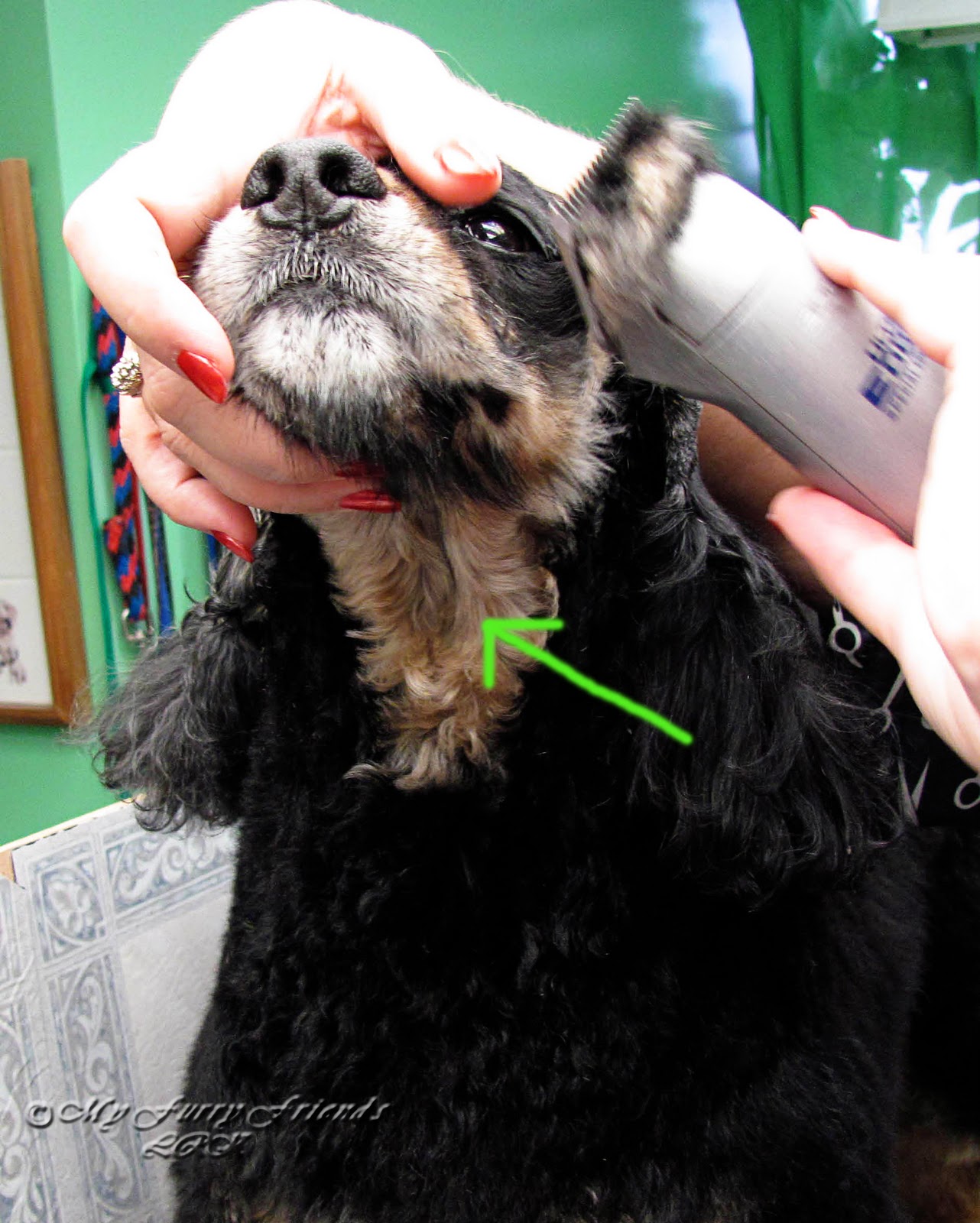 Pet Grooming The Good, The Bad, & The Furry Tuesdays Tip 13 Blade Safety