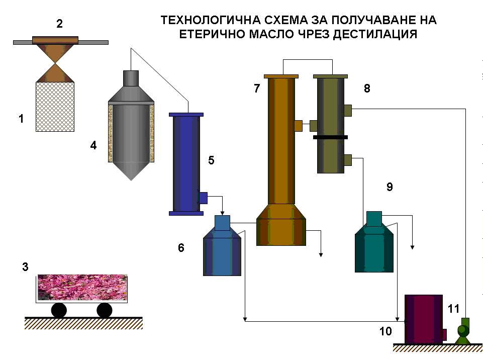 Ot Nas Za Vas Eterichnite Masla Zdrave I Krasota Ot Drevnostta Do Dnes