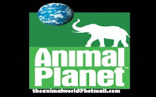 ANIMAL PLANET