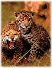 CRIAS DE JAGUAR