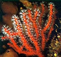Coral Vermelho