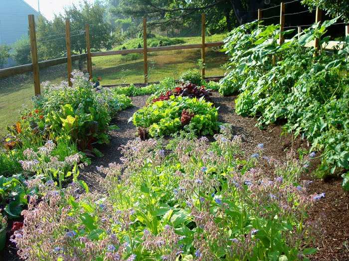 High Altitude Gardening Blue Mist Spirea