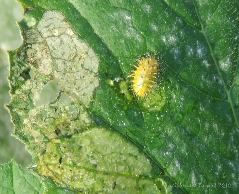 Stuff by Cher Not gaga over this lady