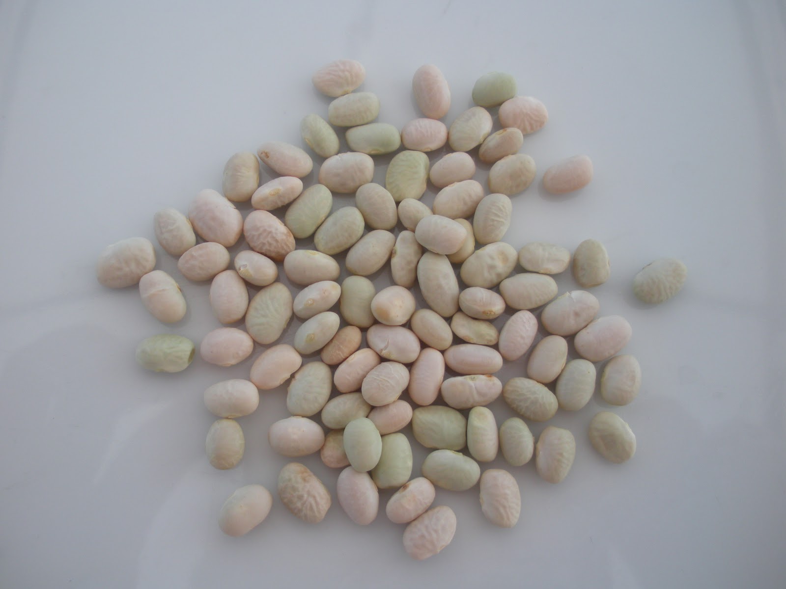 Tepary bean Types of tepary bean