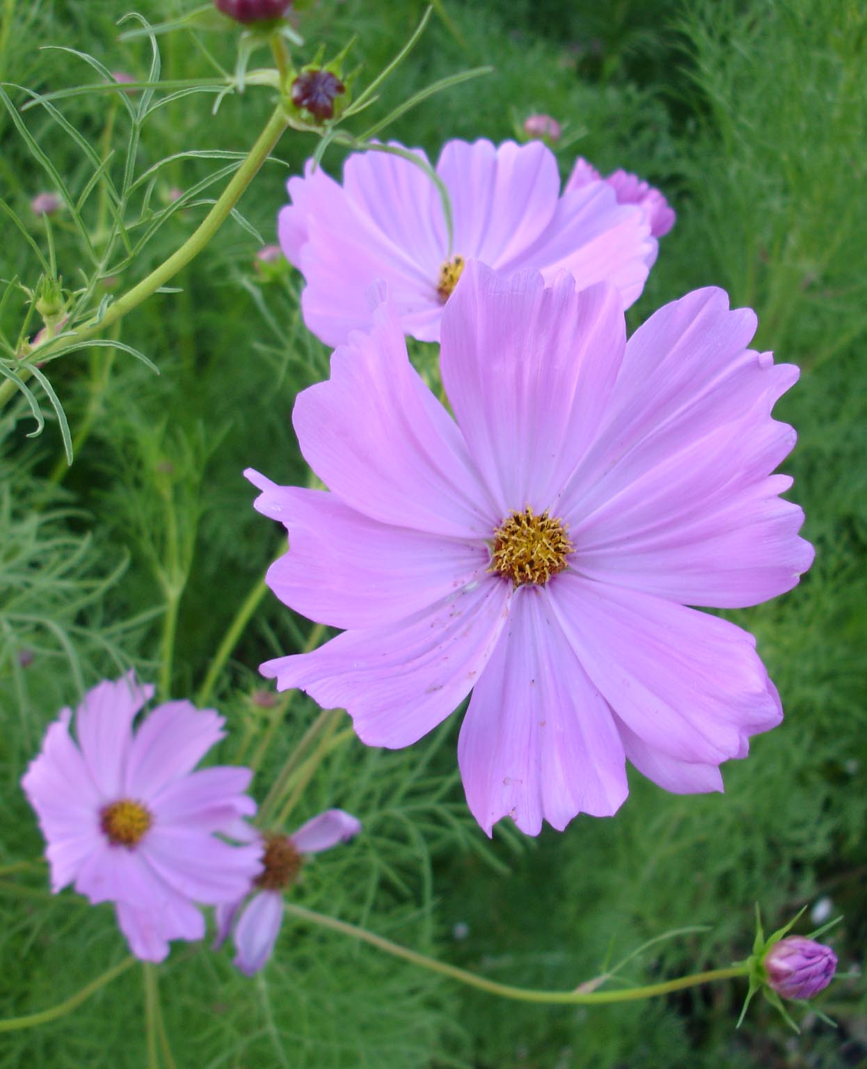 [Cosmos_Aug2008_1.jpg]