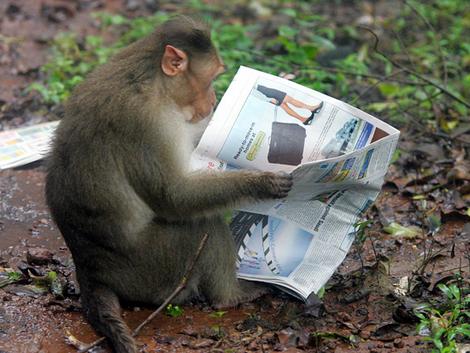 [MonkeyReadsPaper.jpg]
