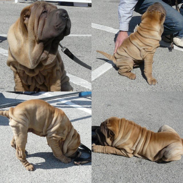 Wrinkly Puppy