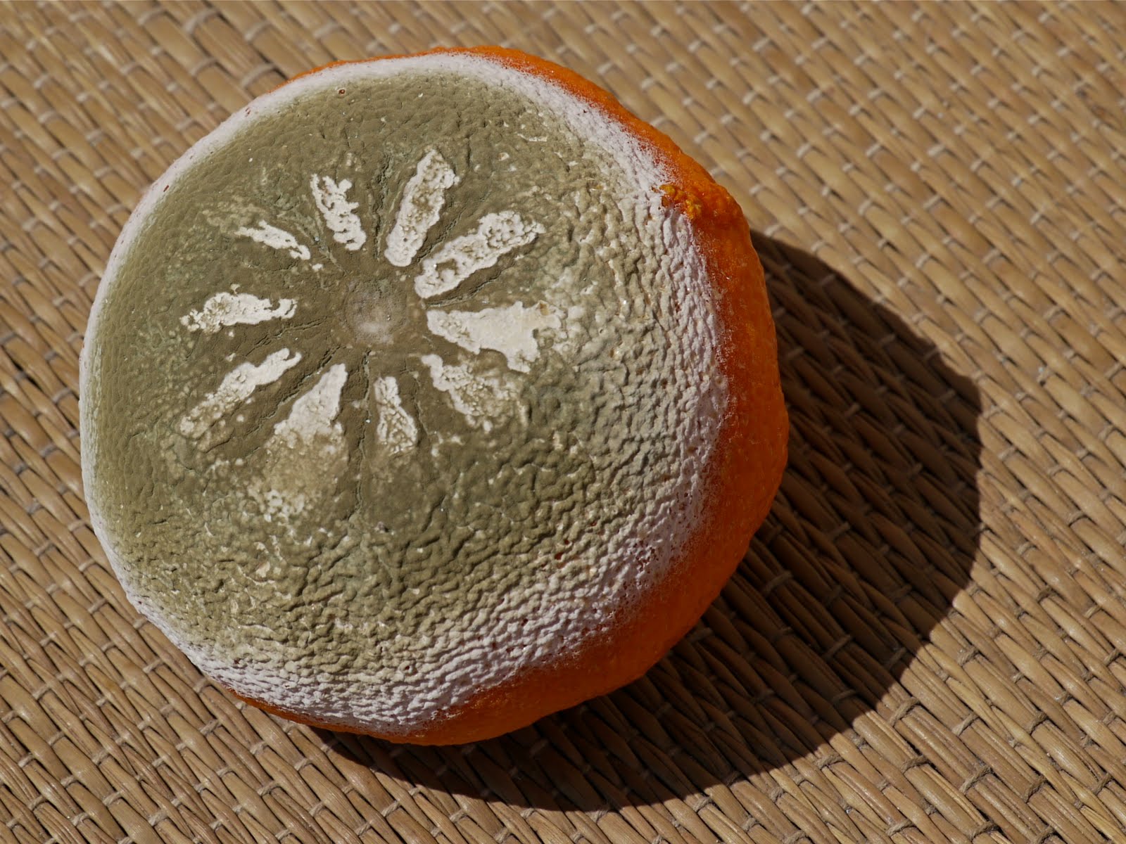 Menton Daily Photo The Rotten Clementine