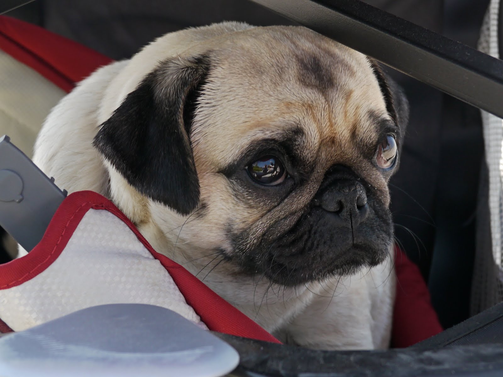 PUPPY CARE CENTER: The Pug and the Baby Puppy Care Center and The dog