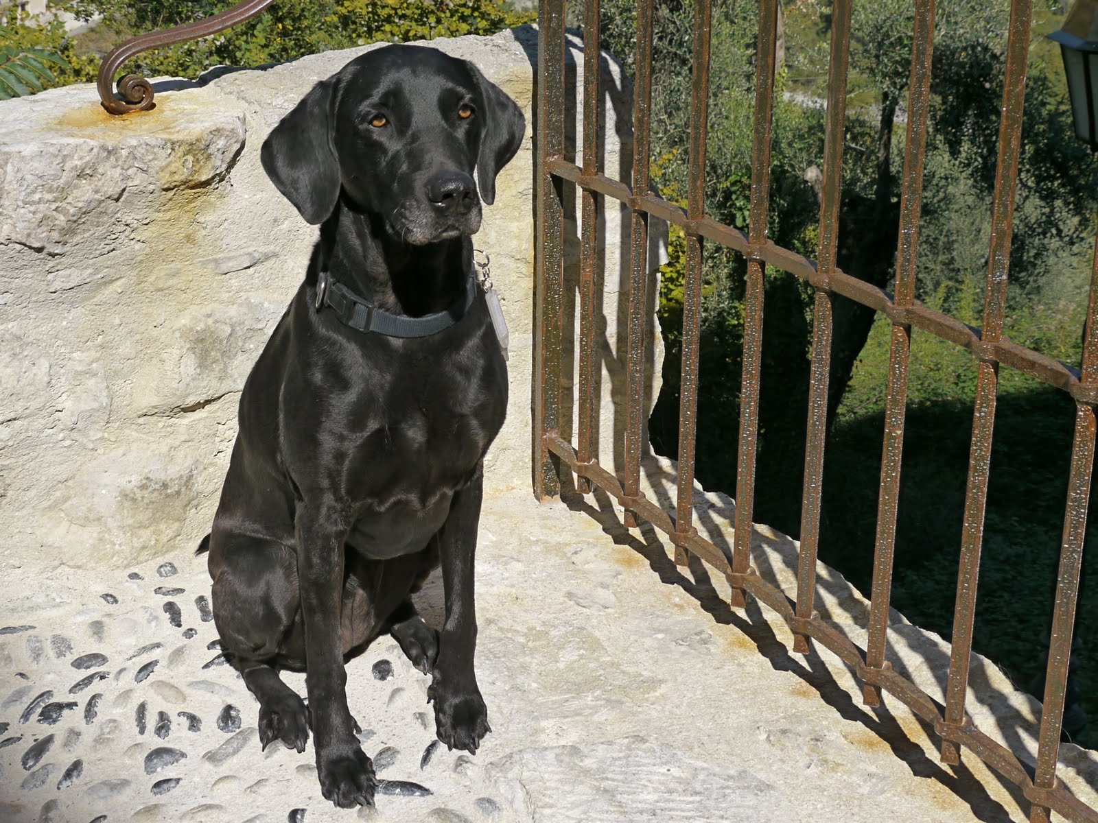 Puppies Breed Park Dunya
