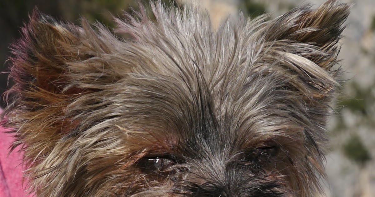 RIVIERA DOGS Cashew, the Oldie