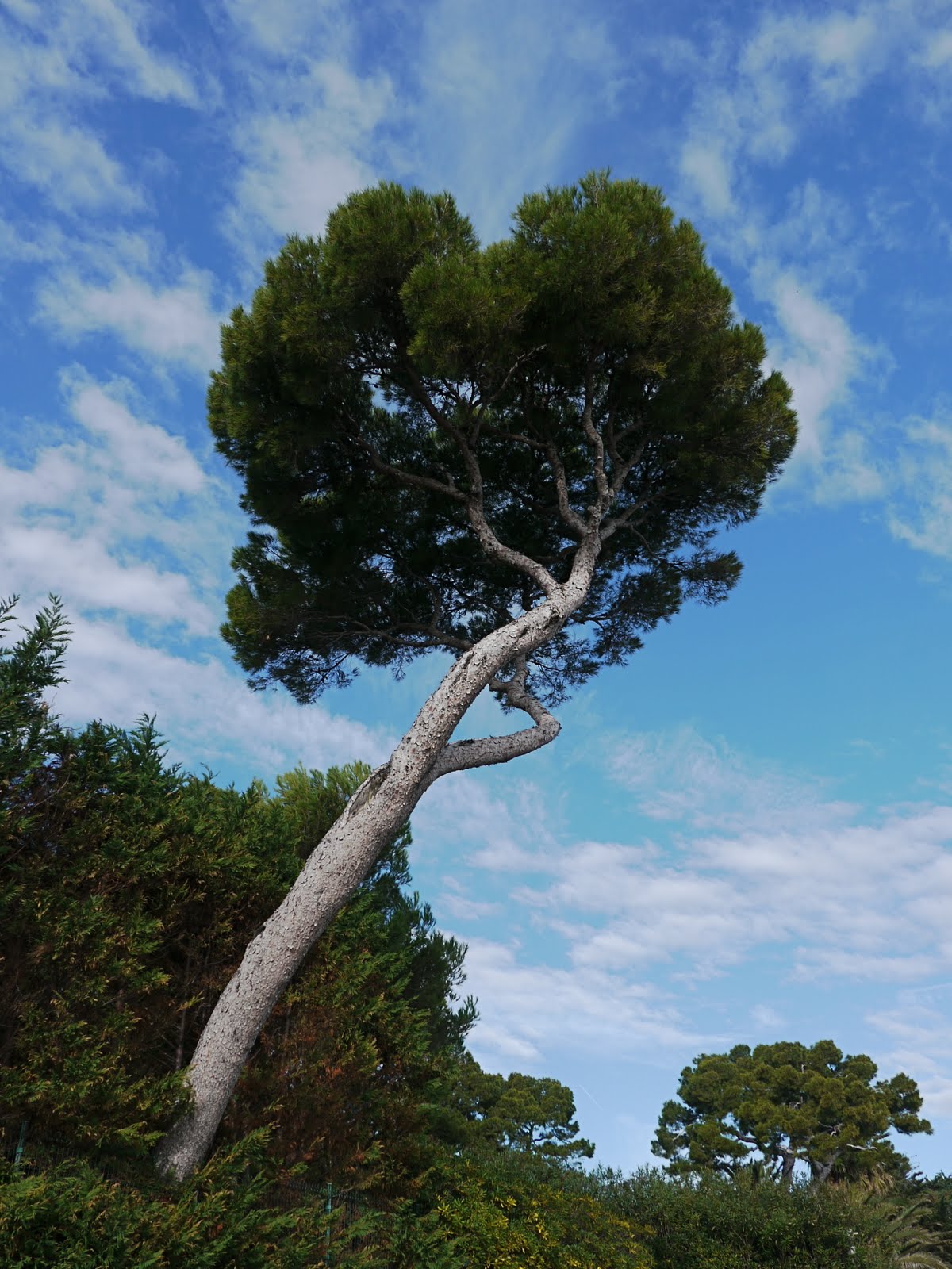 Menton Daily Photo The Umbrella Pine