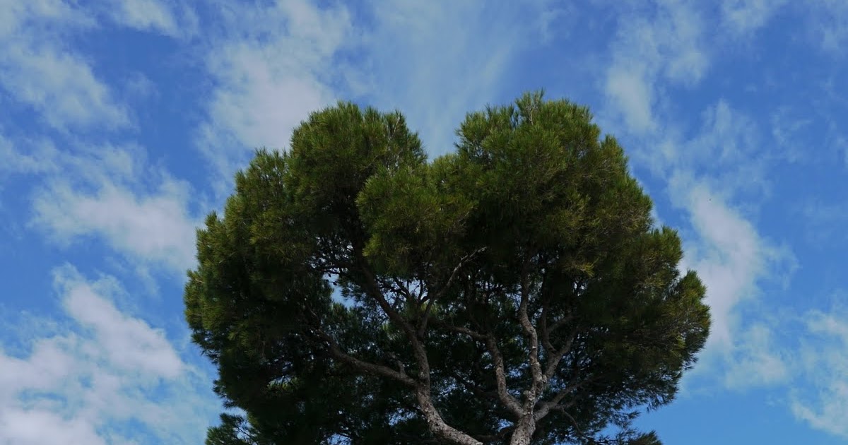 Menton Daily Photo The Umbrella Pine