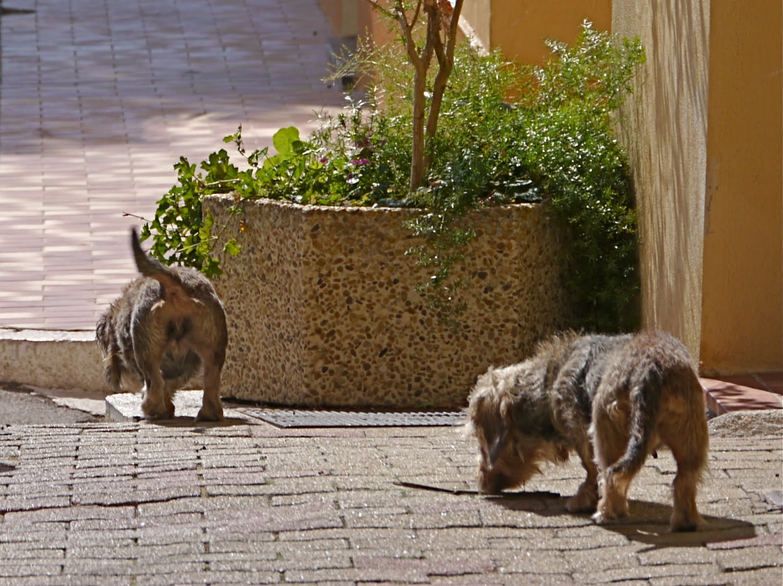 RIVIERA DOGS Village Dogs