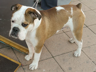 Bulldog And Boxer Juvijily38 Over Blog Com