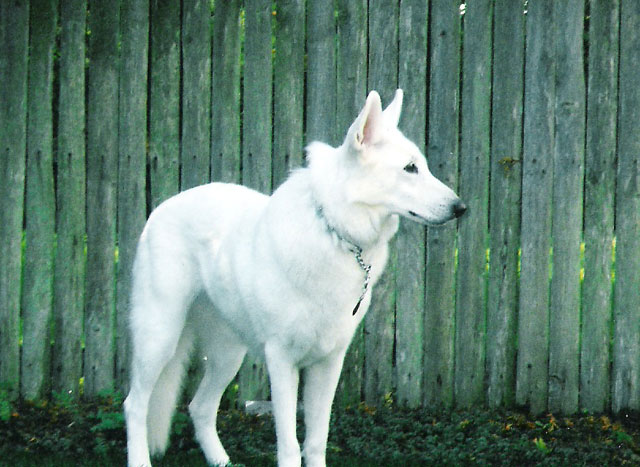 Tall German Shepherd