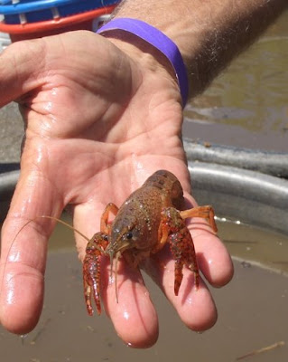 Crawfish+boil