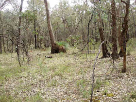 Tracks Trails And Coasts Near Melbourne White Box Walking Track