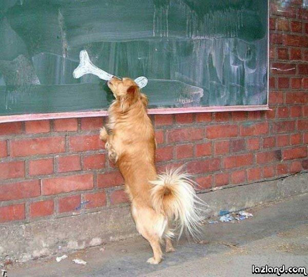 ryblife TV Köpek ve Kemik Resmi