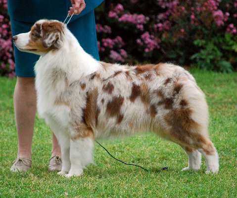 Everything Pets: Unusual dog coat colors Everything Pets: Unusual dog coat colors