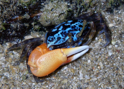 Fiddler Crab Female