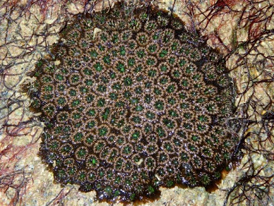 Zebra Coral
