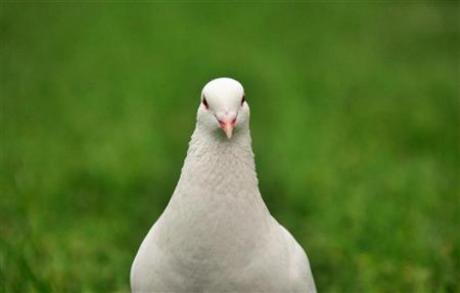 ... burung merpati dengan elektroda mikro yang ditanam 