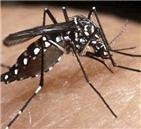 Foto 0 en  - Salud reporta 2,330 casos dengue 2008
