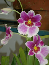 Detalle de Orquídea