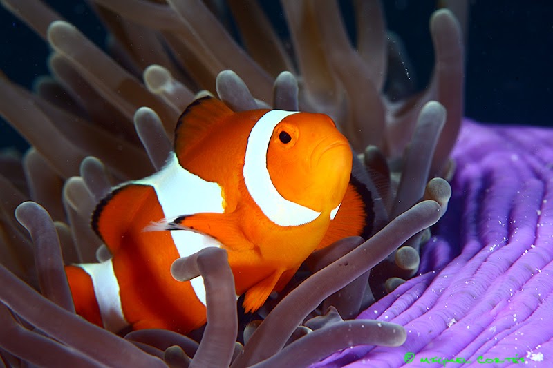 Fotos de Peces Acuarios. Fotos de Peces: imagenes: Payaso
