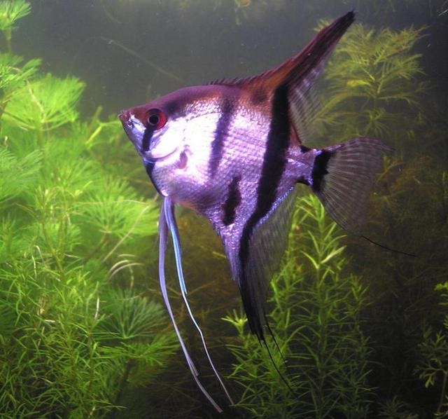 Fotos de Peces Acuarios. Fotos de Peces: imagenes: Escalar