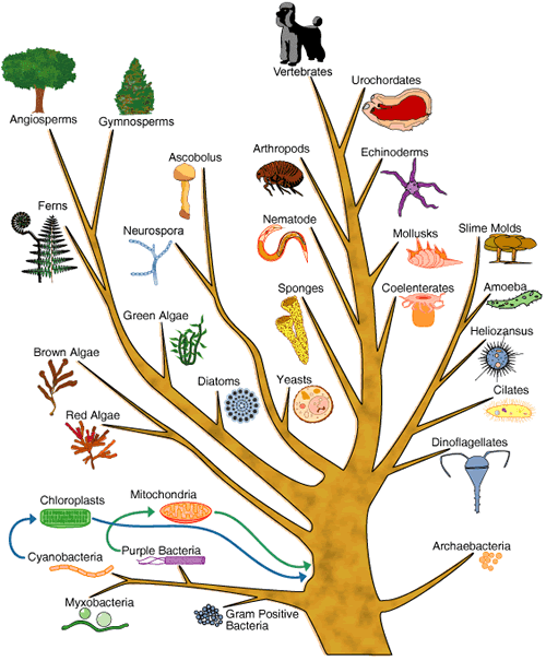 [evolution_tree_common_ancestor.gif]
