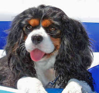 Cavalier King Charles Spaniels