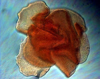 Trichoplax Placozoa