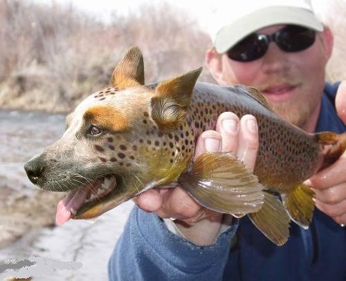 [fish-dog.bmp]