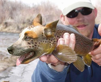 Peixe-Cão - Fish Dog