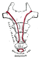 Cóccix - zonas de apoio de músculos Cóccix - zonas de apoio de músculos - Coccyx, support structure for muscles