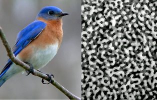 [avian-feather-color.jpg]