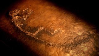 [darwinus_masillae_ida.bmp]