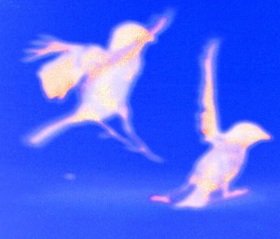 [Pájaros+aterrizaje+azulweb.jpg]